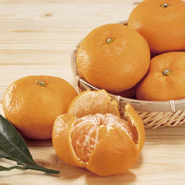 QY(JAɂE݂鋤I) ݂ v4kgȏEM܂LTCY(G)y͂:1121`1228zy{NցzyNNz ʕE؁yG߂̑蕨