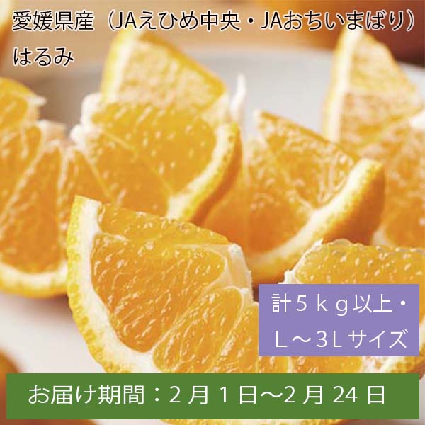 愛媛県産(JAえひめ中央・JAおちいまばり) はるみ 計5kg以上・L〜3Lサイズ【お届け期間:2月1日〜2月24日】【ふるさとの味・中四国】　商品画像1