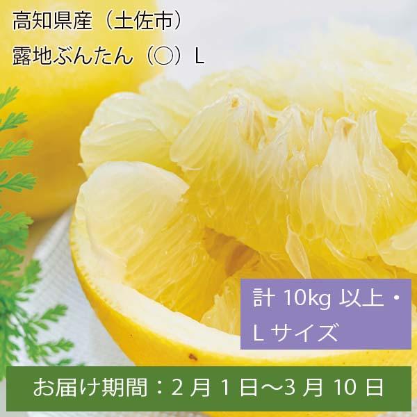 高知県産（土佐市）露地文旦（○）計１０Kg以上・Ｌサイズ【お届け期間