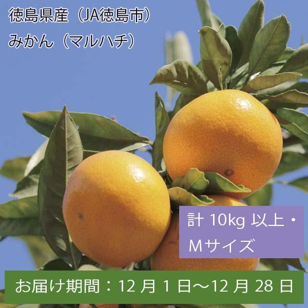 徳島県産(JA徳島市) みかん(マルハチ) 計10kg以上・Mサイズ【お届け期間:12月1日〜12月28日】【ふるさとの味・中四国】　商品画像1