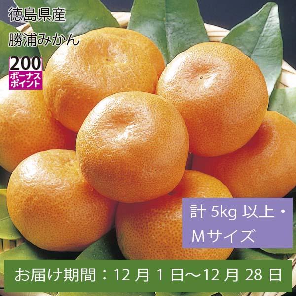 徳島県産 勝浦みかん 計5kg以上・Mサイズ【お届け期間:12月1日〜12月28日】【ふるさとの味・中四国】　商品画像1