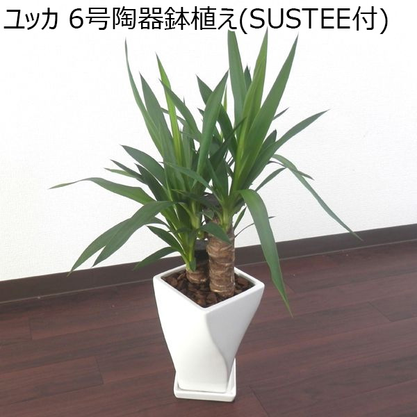 ユッカ　6号陶器鉢植え（SUSTEE付）【ふるさと・東海】　商品画像1