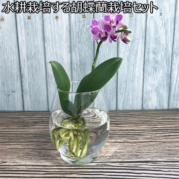 水耕栽培する胡蝶蘭栽培セット【年間ギフト】　商品画像1