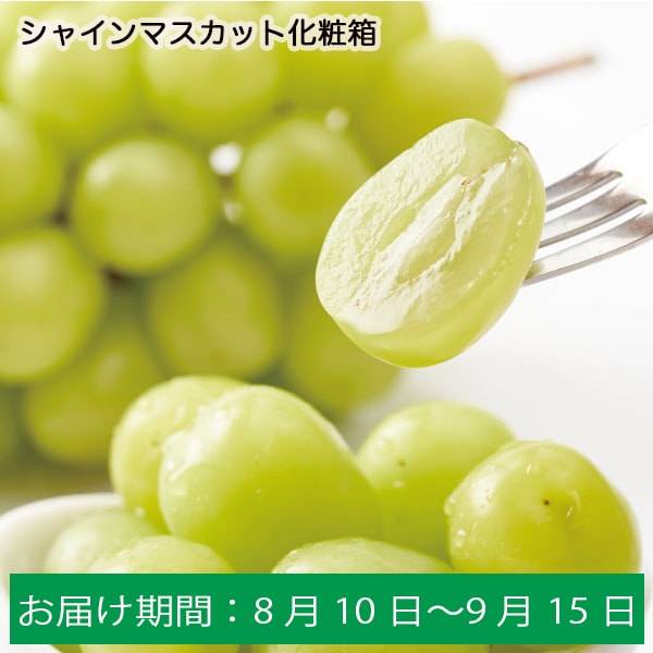 愛媛県産(JA愛媛たいき) シャインマスカット化粧箱 680g以上・1房入り