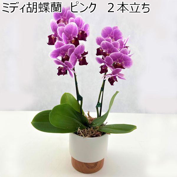 ミディ胡蝶蘭 ピンク 2本立ち(SUSTEE付)(鉢直径約11cm、高さ約40cm