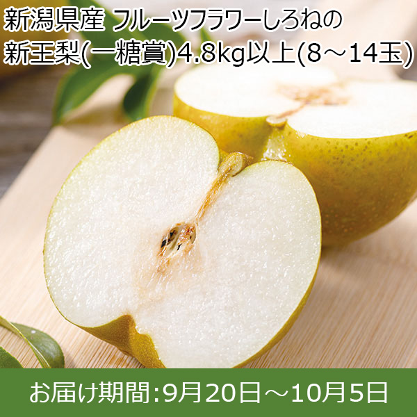 新潟県産(JA新潟かがやき地区)フルーツフラワーしろねの新王梨(一糖賞)4.8kg以上(8〜14玉)【お届け期間 9/20〜10/5】【ふるさとの味・北陸信越】　商品画像1