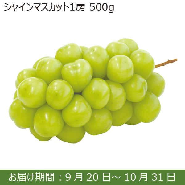 山形県産 シャインマスカット1房(500g)【限定200箱】【お届け期間：9月20日(金)〜10月31日(木)】【ふるさとの味・南関東】　商品画像1