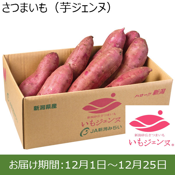 新潟県産 さつまいも(芋ジェンヌ)4.8kg箱 2Lサイズ【お届け期間 12／1〜12／25】【ふるさとの味・北陸信越】　商品画像1