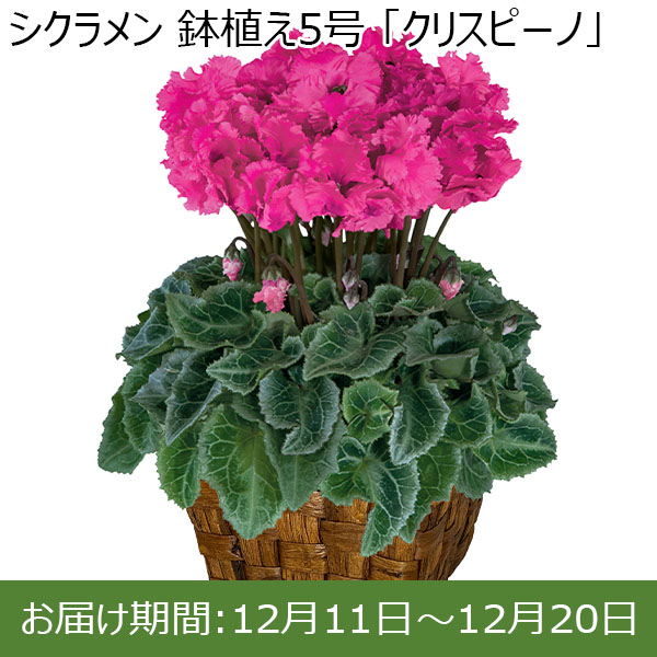 30鉢限定> シクラメン 鉢植え5号 「クリスピーノ」【お届け期間 12/11 ...