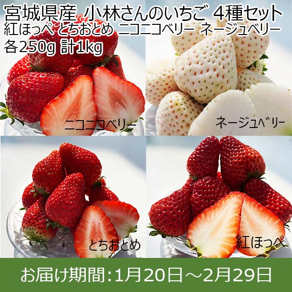 宮城県産 小林さんのいちご 4種セット 紅ほっぺ とちおとめ ニコニコ
