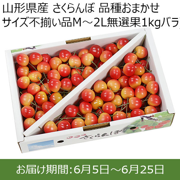 山形県産 さくらんぼ 品種おまかせ(サイズ不揃い品)M〜2L)、色、無選果、1kgバラ)【限定500点】【お届け期間:2024年6月5日〜2024年6月25日】【おいしいお取り寄せ】　商品画像1