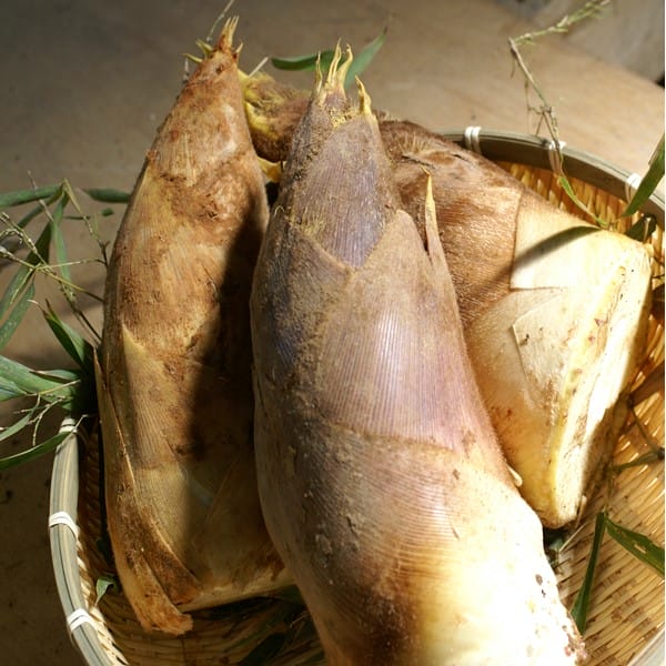 兵庫県産 太市たけのこ 2kg【お届け期間:4月1日〜4月20日】【春野菜】【NN】 商品画像1