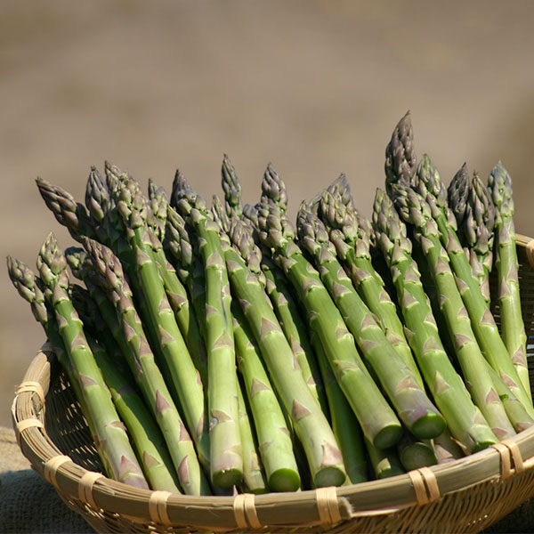 北海道 旬の野菜と果物 北海道産(JAびえい) グリーンアスパラガス Lサイズ 1kg 露地 商品画像1