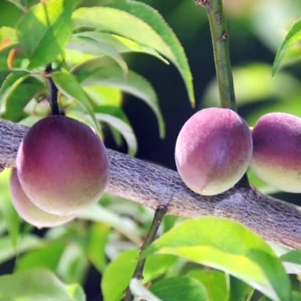 和歌山県産 JAわかやま(紀南地域本部)パープルキング(L〜3Lサイズ 5kg)秀品 L〜3Lサイズ 5kg(お届け期間:6月1日〜7月7日)【旬鮮便】【NN】 商品画像1