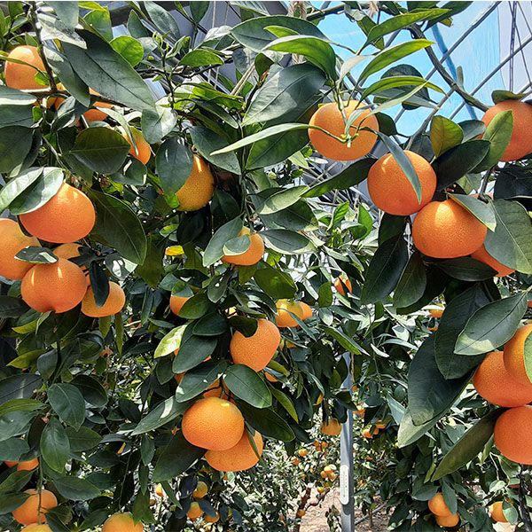 香川県産(JA香川県)小原紅早生ハウスみかん 計1kg以上・12〜18個入り【お届け期間:6月27日〜7月31日】【NN】 果物・野菜【季節の贈り物&ご褒美ギフト】 香川県産(JA香川県)小原紅早生ハウスみかん 計1kg以上・12〜18個入り【お届け期間:6月27日〜7月31日】【NN】 果物・野菜【季節の贈り物&ご褒美ギフト】
