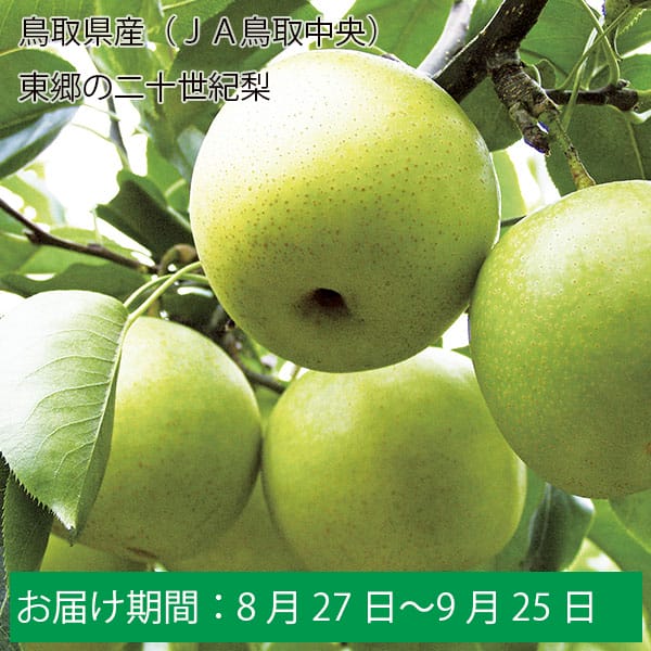 鳥取県産(JA鳥取中央)東郷の二十世紀梨 赤秀5kg5L10玉【お届け期間:8月27日〜9月25日】【ふるさとの味・中四国】 梨 イオンショップ