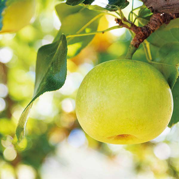 山口県産(秋芳梨生産販売協同組合) 秋芳梨 赤秀2.8kg8〜9玉入り(お届け期間:8月20日〜9月10日)【NN】 果物・野菜【季節の贈り物&ご褒美ギフト】 山口県産(秋芳梨生産販売協同組合) 秋芳梨 赤秀2.8kg8〜9玉入り(お届け期間:8月20日〜9月10日)【NN】 果物・野菜【季節の贈り物&ご褒美ギフト】