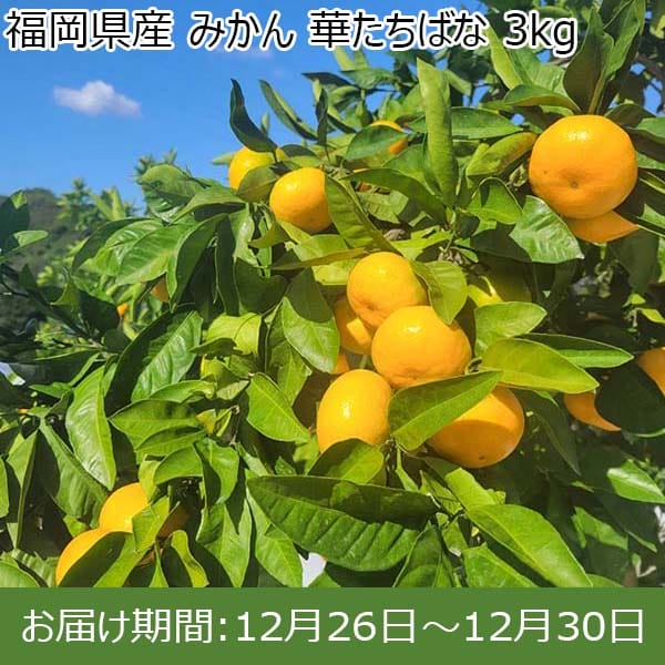 福岡県産 みかん 華たちばな 3kg【お届け期間：12月26日〜12月30日】【年末年始ごちそう特集】　商品画像1