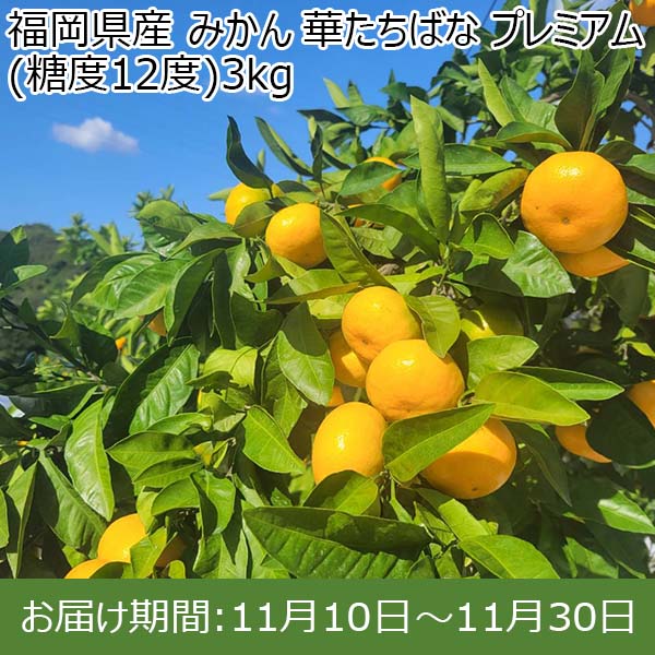 福岡県産 みかん 華たちばな プレミアム(糖度12度)3kg【お届け期間：11月10日〜11月30日】【Ａセレクション10月】　商品画像1