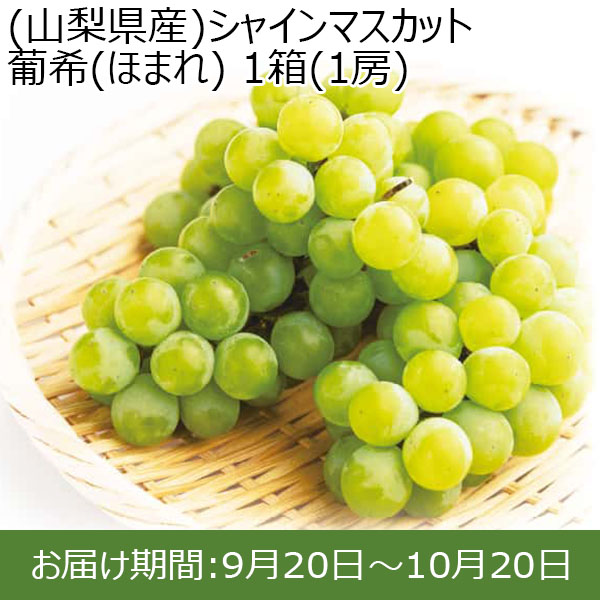 (山梨県産)シャインマスカット 葡希(ほまれ) 1箱(1房) 最上級シャインマスカット【限定100点】【お届け期間：9/20(金)〜10/20(日)】【ふるさとの味・北関東】　商品画像1