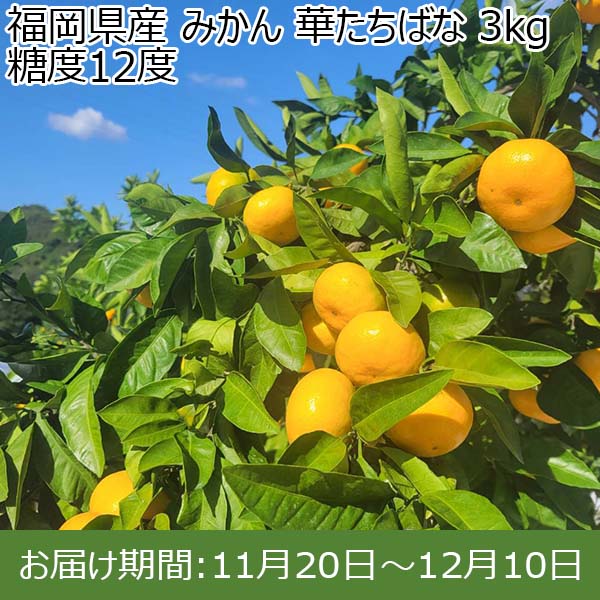 福岡県産 みかん 華たちばな 3kg 糖度12度【お届け期間：11月20日〜12月10日】【おいしいお取り寄せ】　商品画像1