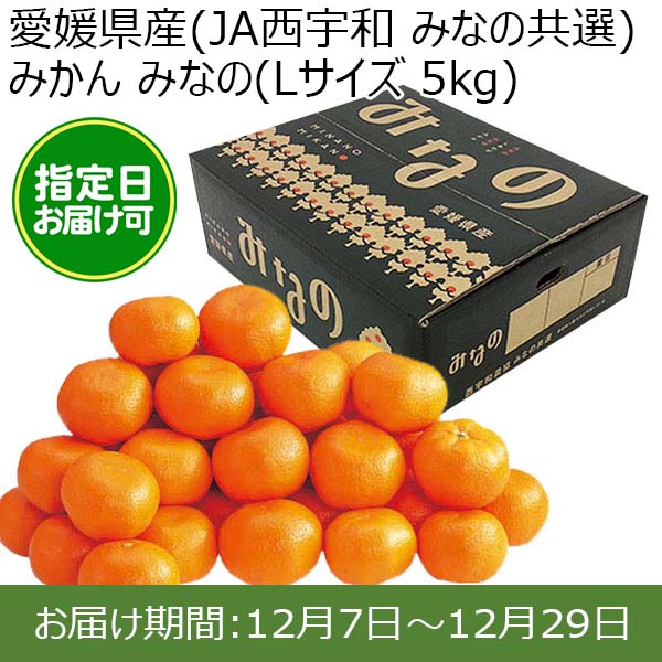 愛媛県産(JA西宇和 みなの共選)みかん みなの(Lサイズ 5kg) 糖度12度 指定日お届け可【限定100点】【お届け期間:12月7日〜12月29日】【おいしいお取り寄せ】　商品画像1