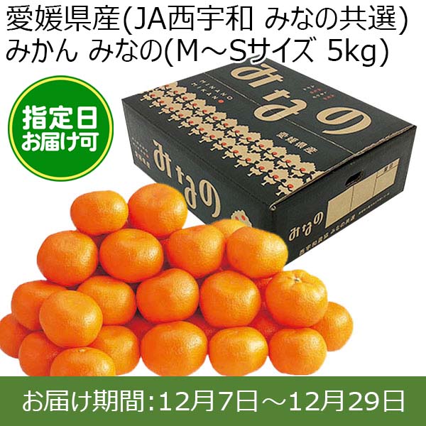 愛媛県産(JA西宇和 みなの共選)みかん みなの(M〜Sサイズ 5kg) 糖度12度 指定日お届け可【限定100点】【お届け期間:12月7日〜12月29日】【おいしいお取り寄せ】　商品画像1