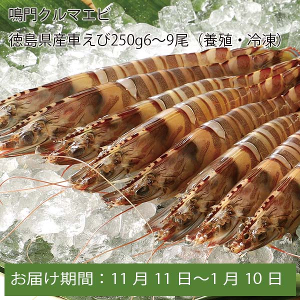 鳴門クルマエビ 徳島県産車えび250g(6〜9尾)(養殖・冷凍)【お届け期間:11月11日〜1月10日】【ふるさとの味・中四国】　商品画像1