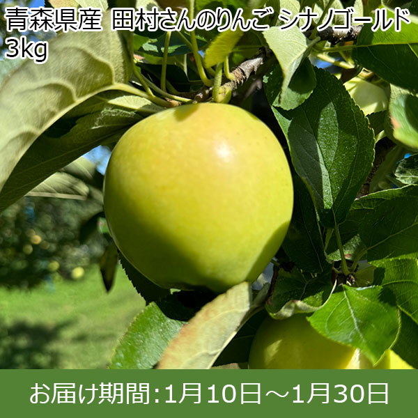 青森県産 田村さんのりんご シナノゴールド 3kg【限定50点】【お届け期間：1月10日〜1月30日】 【イオンカード会員限定12月】　商品画像1