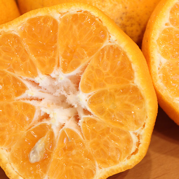 鹿児島県産 ぽんかん 5kg【限定50点】【お届け期間:12月20日〜12月28日】【イオンゴールドカード会員さま限定特別セール12月】 商品画像1