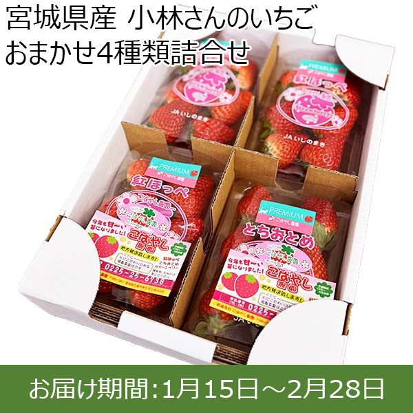 宮城県産 小林さんのいちご おまかせ4種類詰合せ【限定200点】【お届け期間：1月15日〜2月28日】【お買い得セール12月】　商品画像1