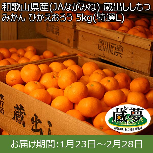 和歌山県産(JAながみね) 蔵出ししもつみかん ひかえおろう 5kg(特選L) 糖度13度【限定100点】【お届け期間：1月23日〜2月28日】【おいしいお取り寄せ】　商品画像1