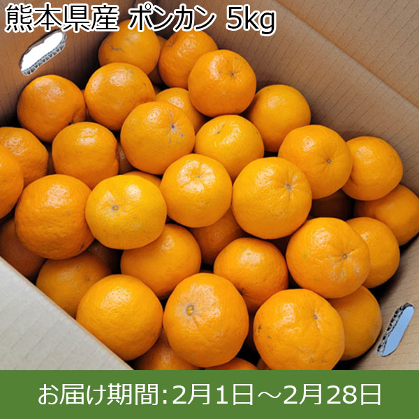 熊本県産 ポンカン 5kg 【お届け期間：2月1日〜2月28日】【お買い得セール1月】　商品画像1