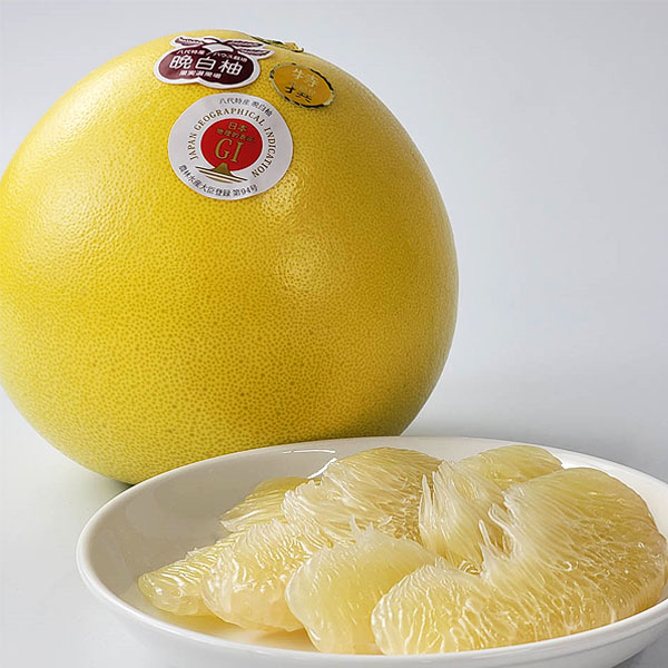 熊本県産 晩白柚 1玉【お届け期間:2月1日〜2月28日】【イオンゴールドカード会員さま限定特別セール1月】 商品画像1