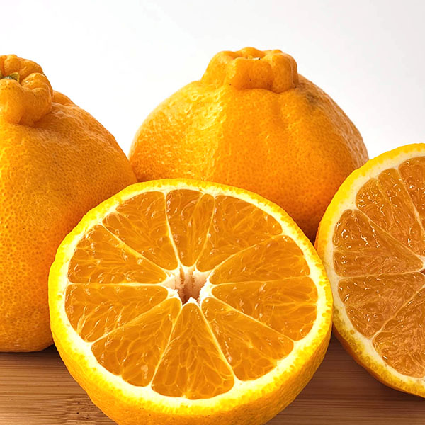 熊本県産 不知火 2kg 5〜8玉【お届け期間:3月1日〜3月25日】【イオンゴールドカード会員さま限定特別セール2月】 商品画像1