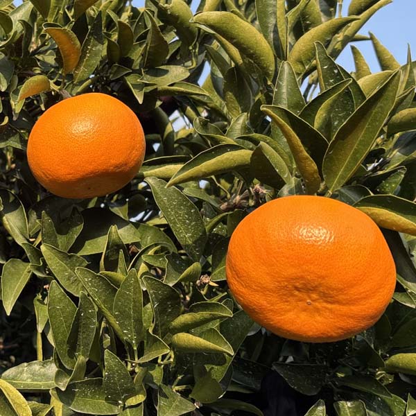 愛媛県産(JAえひめ中央中島選果場)せとか 3kg 2L・3L(12玉・10玉)【お届け期間：3月1日〜3月15日】【イオンゴールドカード会員さま限定特別セール2月】　商品画像1