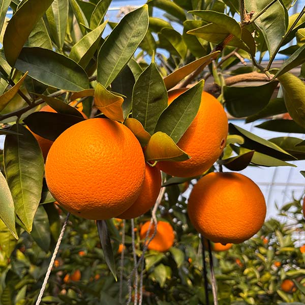 愛媛県産(JAえひめ中央中島選果場)デリッシュネーブル 1.5kg 2L〜4L(6玉ー4玉)【お届け期間:3月1日〜3月15日】【イオンゴールドカード会員さま限定特別セール2月】 商品画像1