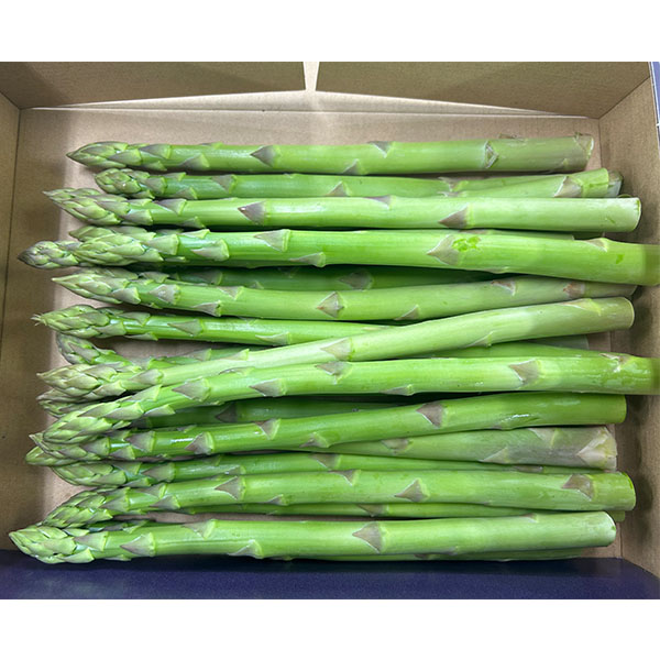 福岡県産 太芽アスパラガス グリーン 800g 2L【限定10点】【お届け期間：4月15日〜4月30日】【イオンゴールドカード会員さま限定特別セール4月】　商品画像1