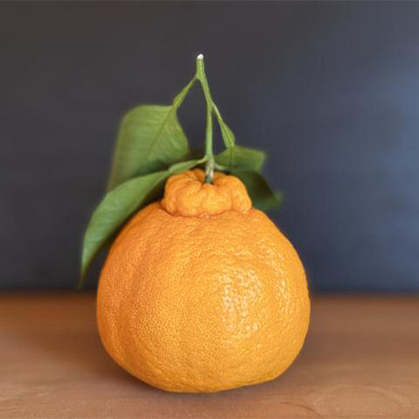 広島県産 葉付きデコポン化粧箱 2.8kg以上 10玉〜15玉【お届け期間:3月10日〜3月31日】【NN】　商品画像1