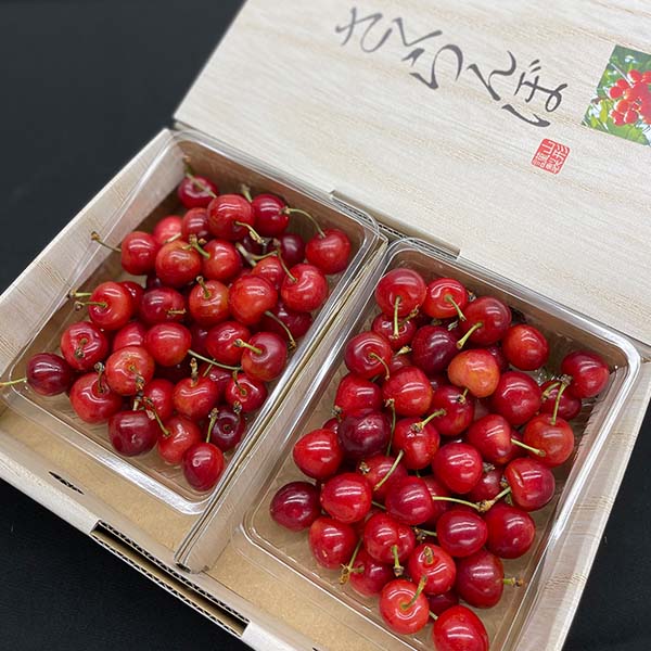 山形県産天童生産組合 さくらんぼ 佐藤錦 250g×2パック入 バラ 秀品 M〜L【お届け期間:6月1日〜6月30日】【おいしいお取り寄せ】 果物・野菜【季節の贈り物& 山形県産天童生産組合 さくらんぼ 佐藤錦 250g×2パック入 バラ 秀品 M〜L【お届け期間:6月1日〜6月30日】【おいしいお取り寄せ】 果物・野菜【季節の贈り物&