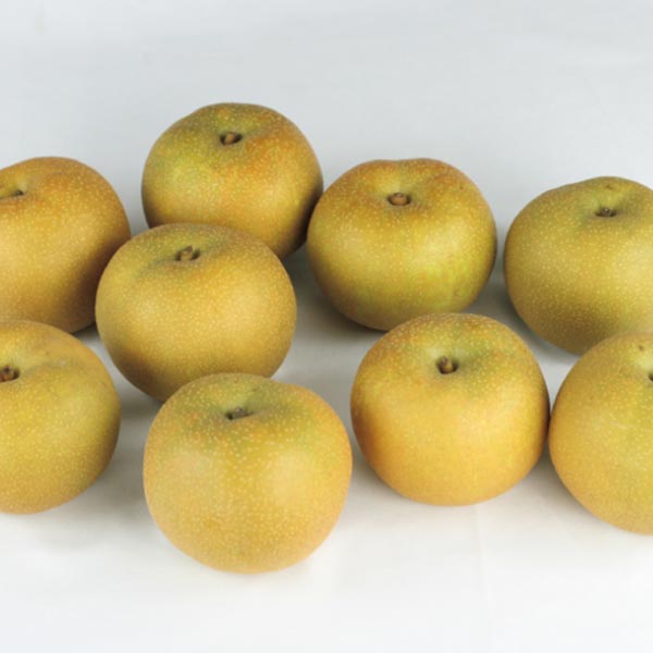 山形県産 幸水梨(お届け期間:8/21〜8/31)【夏の贈りもの・お中元】 果物・野菜【季節の贈り物&ご褒美ギフト】 山形県産 幸水梨(お届け期間:8/21〜8/31)【夏の贈りもの・お中元】 果物・野菜【季節の贈り物&ご褒美ギフト】