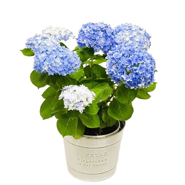 愛知県産 アジサイ ブルー 5号【母の日】【CB】 花 愛知県産 アジサイ ブルー 5号【母の日】【CB】 花