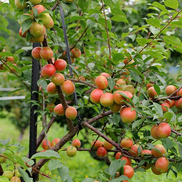 和歌山県産 JAわかやま(紀州地域本部) 青梅 露茜(つゆあかね) 3L寸 2kg【限定20点】【お届け期間:6月10日〜7月4日】【おいしいお取り寄せ】 果物・野菜【季節の 和歌山県産 JAわかやま(紀州地域本部) 青梅 露茜(つゆあかね) 3L寸 2kg【限定20点】【お届け期間:6月10日〜7月4日】【おいしいお取り寄せ】 果物・野菜【季節の