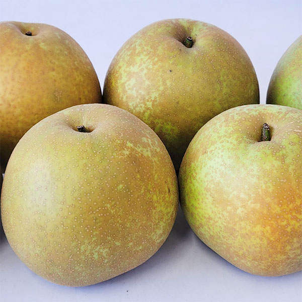 熊本県産 甘太梨 2kg 5〜10玉【限定100点】【お届け期間:8月10日〜8月31日】【おいしいお取り寄せ】 果物・野菜【季節の贈り物&ご褒美ギフト】 熊本県産 甘太梨 2kg 5〜10玉【限定100点】【お届け期間:8月10日〜8月31日】【おいしいお取り寄せ】 果物・野菜【季節の贈り物&ご褒美ギフト】