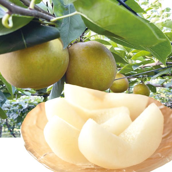 千葉県鎌ケ谷産甘太3kg6・7・8・9・10玉【限定50】【お届け期間:9/5(金)〜10/5(日)】【MK】 果物・野菜【季節の贈り物&ご褒美ギフト】 千葉県鎌ケ谷産甘太3kg6・7・8・9・10玉【限定50】【お届け期間:9/5(金)〜10/5(日)】【MK】 果物・野菜【季節の贈り物&ご褒美ギフト】