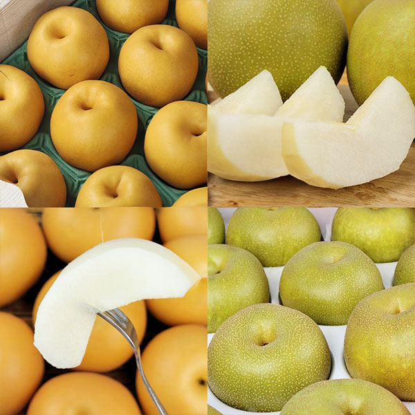 熊本県産 旬の梨 おまかせ 2kg 4〜10玉【お届け期間：8月12日〜9月30日】【サマーセール】　商品画像1