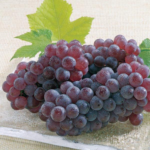 大阪府産 末吉農園のぶどう(デラウェア) 2.0kg入り(9房〜15房入り)(お届け期間:7月1日〜7月22日)【NN】 果物・野菜【季節の贈り物&ご褒美ギフト】 大阪府産 末吉農園のぶどう(デラウェア) 2.0kg入り(9房〜15房入り)(お届け期間:7月1日〜7月22日)【NN】 果物・野菜【季節の贈り物&ご褒美ギフト】