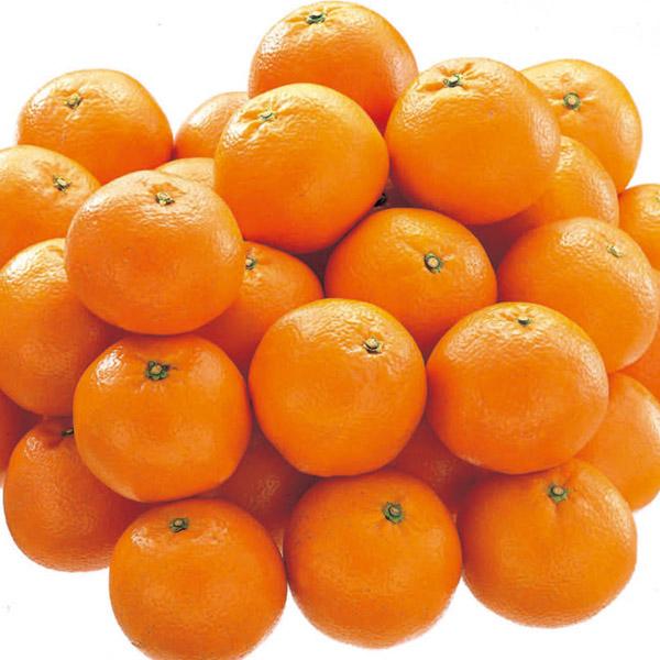 和歌山県産 坂井さんちのハウスみかん 1.2kg化粧箱(12個〜15個入り)(お届け期間:7月1日〜8月7日)【NN】 果物・野菜【季節の贈り物&ご褒美ギフト】 和歌山県産 坂井さんちのハウスみかん 1.2kg化粧箱(12個〜15個入り)(お届け期間:7月1日〜8月7日)【NN】 果物・野菜【季節の贈り物&ご褒美ギフト】