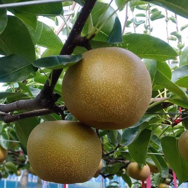 福岡県産(JA筑前あさくら) 梨 あきづき 5kg【お届け期間:9月1日〜9月15日】【おいしいお取り寄せ】 果物・野菜【季節の贈り物&ご褒美ギフト】 福岡県産(JA筑前あさくら) 梨 あきづき 5kg【お届け期間:9月1日〜9月15日】【おいしいお取り寄せ】 果物・野菜【季節の贈り物&ご褒美ギフト】
