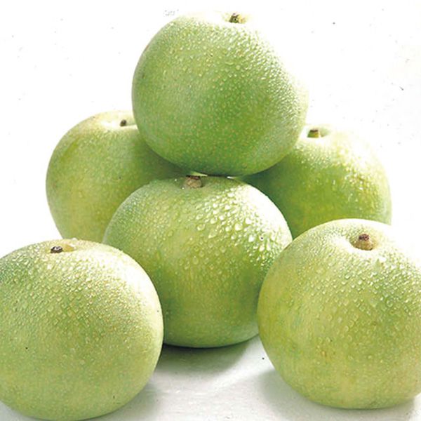 鳥取県産(JA鳥取中央) 鳥取の二十世紀梨 青秀10kg24玉または28玉または32玉(お届け期間:9月1日〜9月15日)【NN】 果物・野菜【季節の贈り物&ご褒美ギフト】 鳥取県産(JA鳥取中央) 鳥取の二十世紀梨 青秀10kg24玉または28玉または32玉(お届け期間:9月1日〜9月15日)【NN】 果物・野菜【季節の贈り物&ご褒美ギフト】
